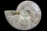 Silver Iridescent Ammonite - Madagascar #77114-1